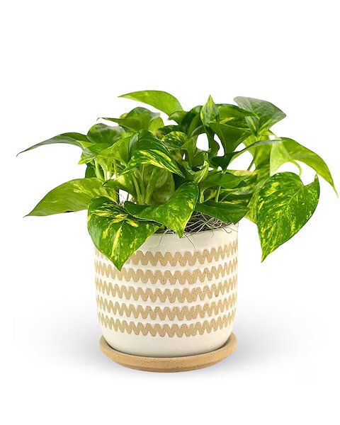 green thumb pothos planter