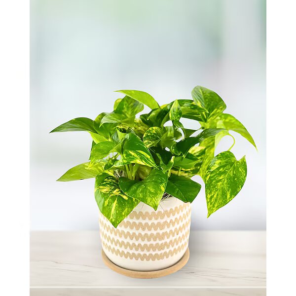green thumb pothos planter