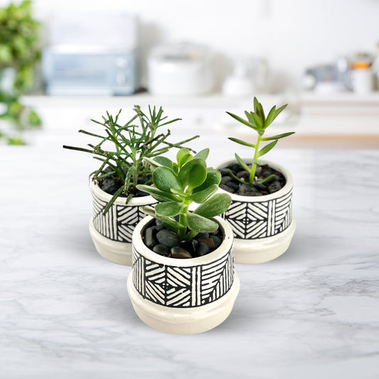 Bohemian Dreams - Succulent Trio
