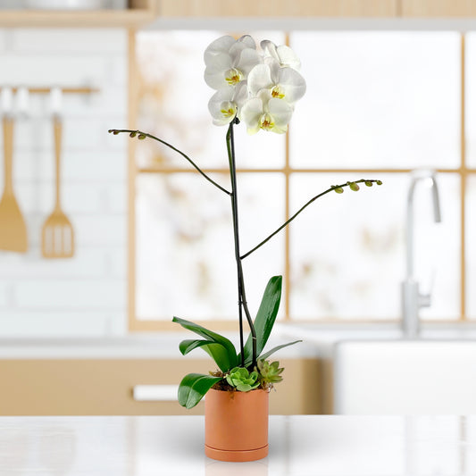 Earthen Bloom - Phalaenopsis Plant