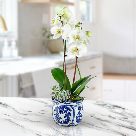 Exotic Elegance - Phalaenopsis Plant