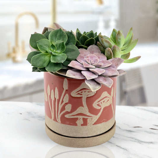 Woodland Whimsy - Succulent Garden