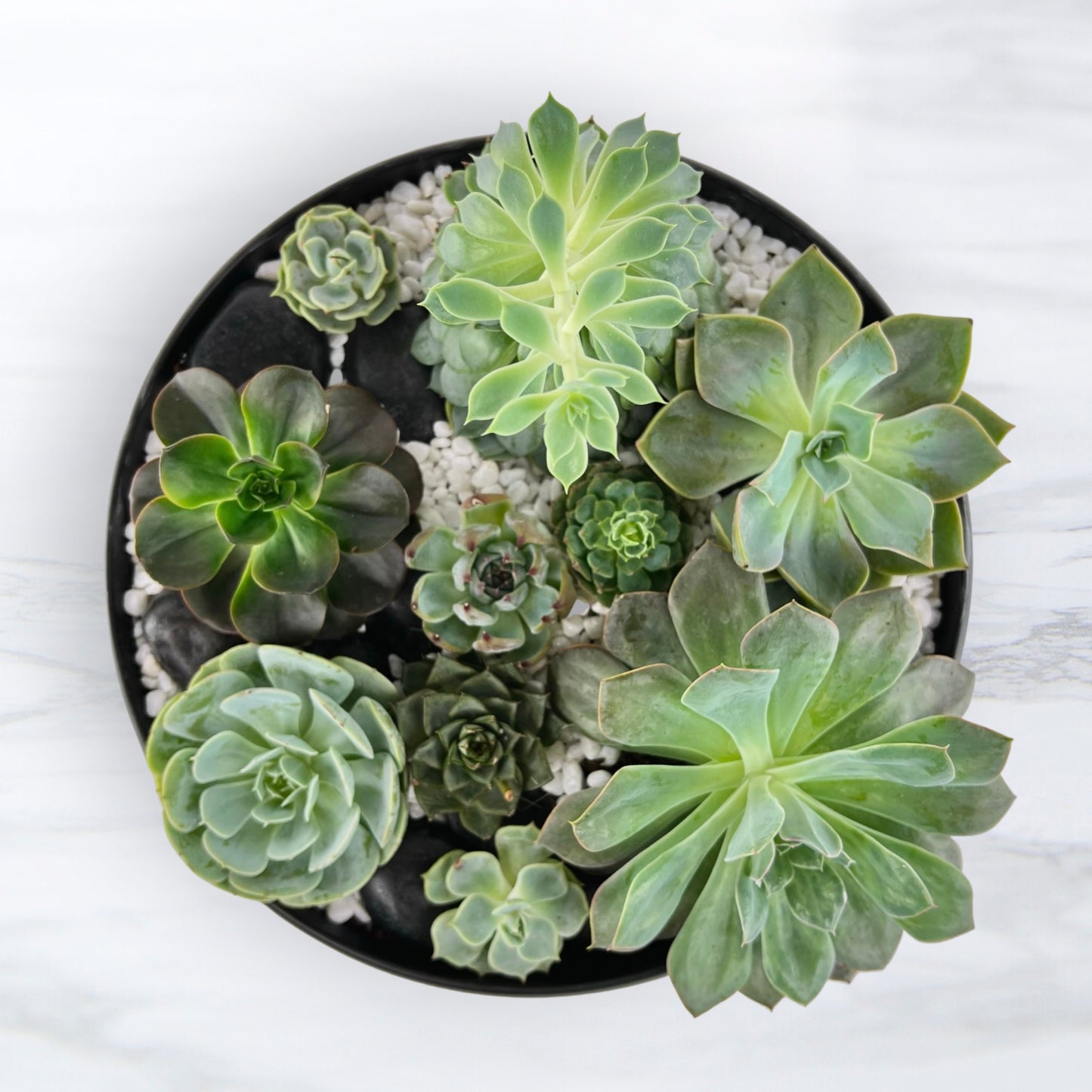 symbiosis - succulent garden